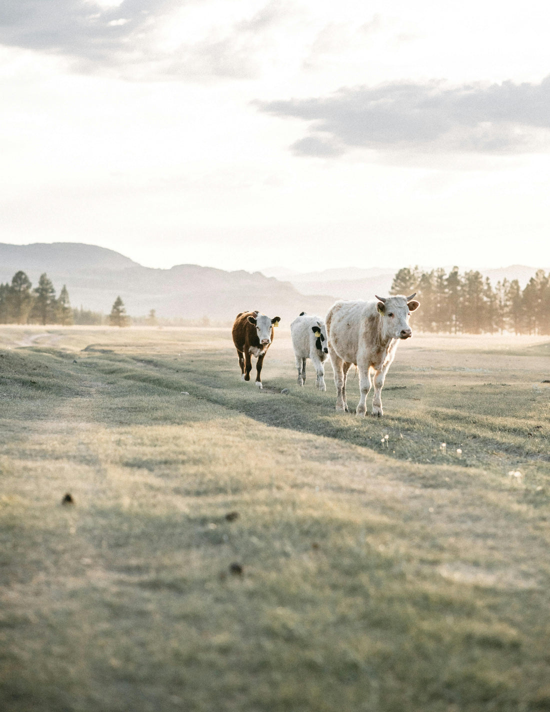 Grass-Fed + Grounded: The Importance of Regenerative Sourcing